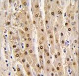 GAPDH Antibody (aa62-91)