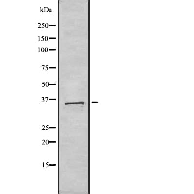 PAX9 Antibody