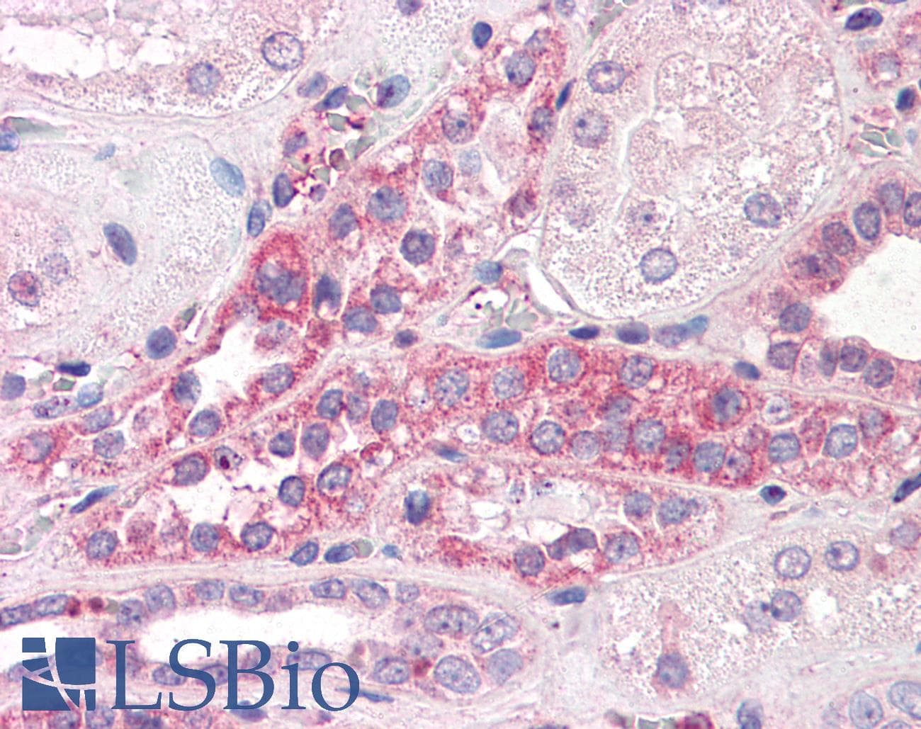 IHC-plus™ C14orf1 Antibody (C-Terminus)