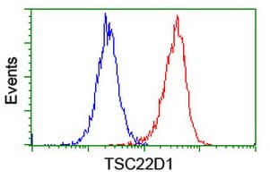 TSC22D1 / TSC22 Antibody (clone OTI4H8)