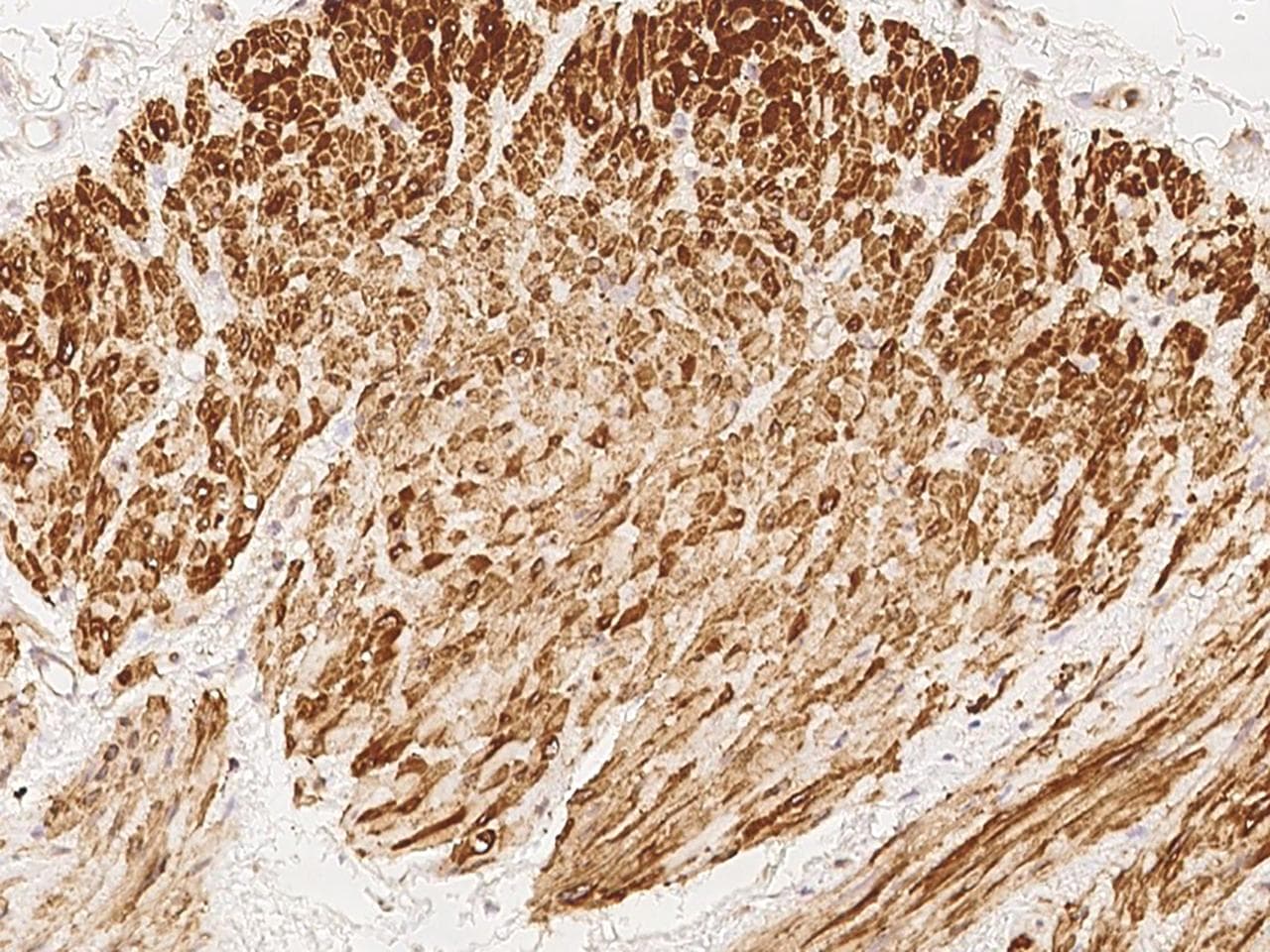 Polyclonal Rabbit anti-Human ENOX2 Antibody (IHC)