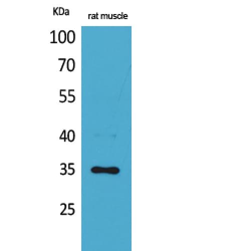 CA4 / Carbonic Anhydrase IV Antibody (Internal)