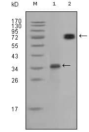 Monoclonal Mouse anti-Human RET Antibody (clone 8D10C9, aa896-1063, IHC, WB)