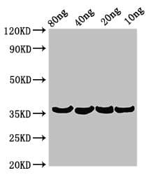 Beta-lytic metalloendopeptidase Antibody
