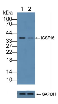 CD300C Antibody (aa21-183)