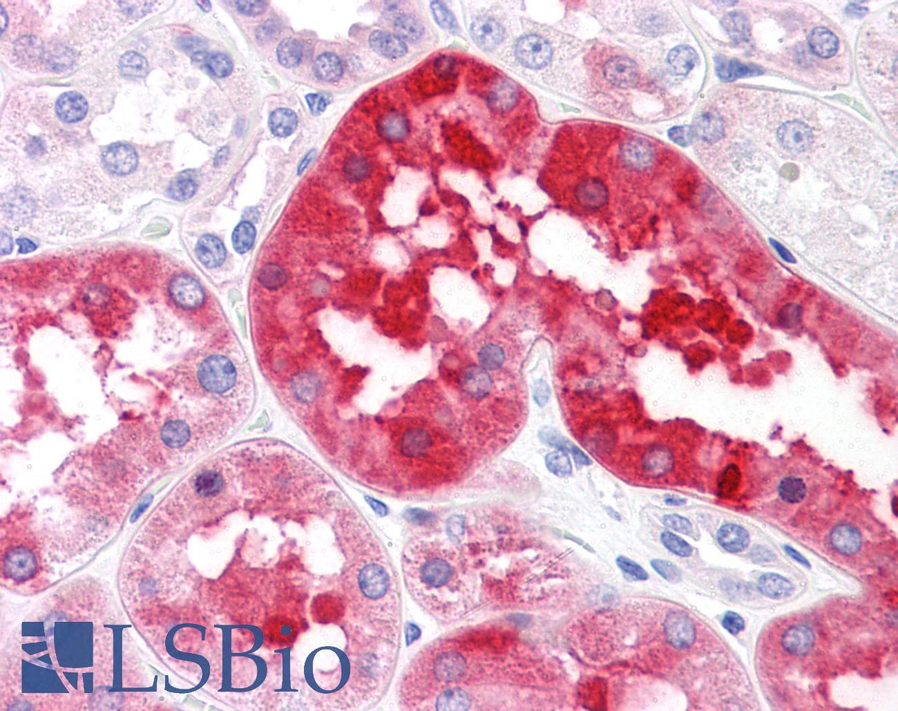 IHC-plus™ RNF144B Antibody (clone 4F1)