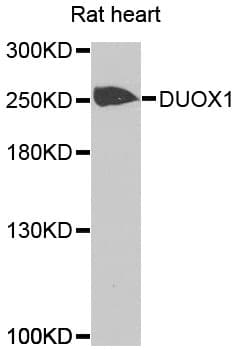 DUOX Antibody