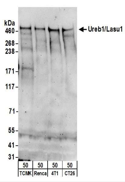 HUWE1 / ARFBP1 Antibody (aa2250-2300)