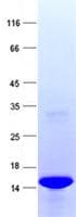 Human IL2 Protein (Recombinant)