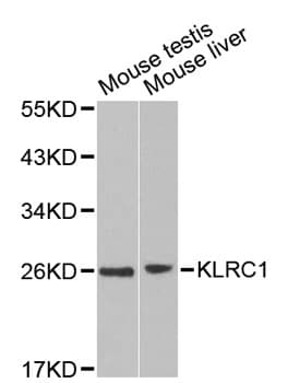 KLRC1 / NKG2A / CD159a Antibody