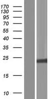 H1FX Protein (Over-Expression Lysate Myc-DDK (Flag))