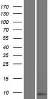 SPRR2D Protein (Over-Expression Lysate Myc-DDK (Flag))