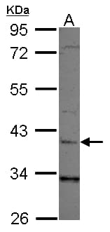 IHC-plus™ LRG1 / LRG Antibody