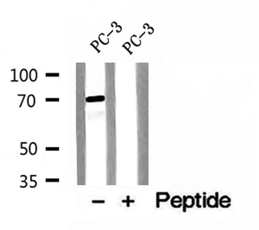 ENOX2 Antibody