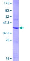Human KDR / VEGFR2 / FLK1 Protein (Recombinant GST, N-terminus)