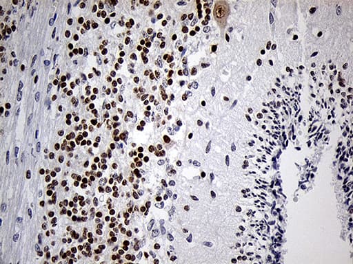 DLX1 Antibody (aa1-255, clone OTI1E6)