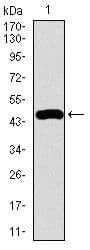 FOXC2 Antibody (Amino Acid: 21-210, clone 1D11C8)