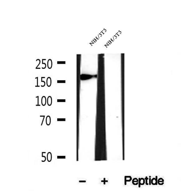 Polyclonal Rabbit anti-Human MYO18A Antibody (IHC, IF, WB)