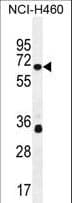 ZNF433 Antibody (aa36-64)
