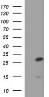 Monoclonal Mouse anti-Human Placental Lactogen Antibody (clone OTI4D6, IF, WB)