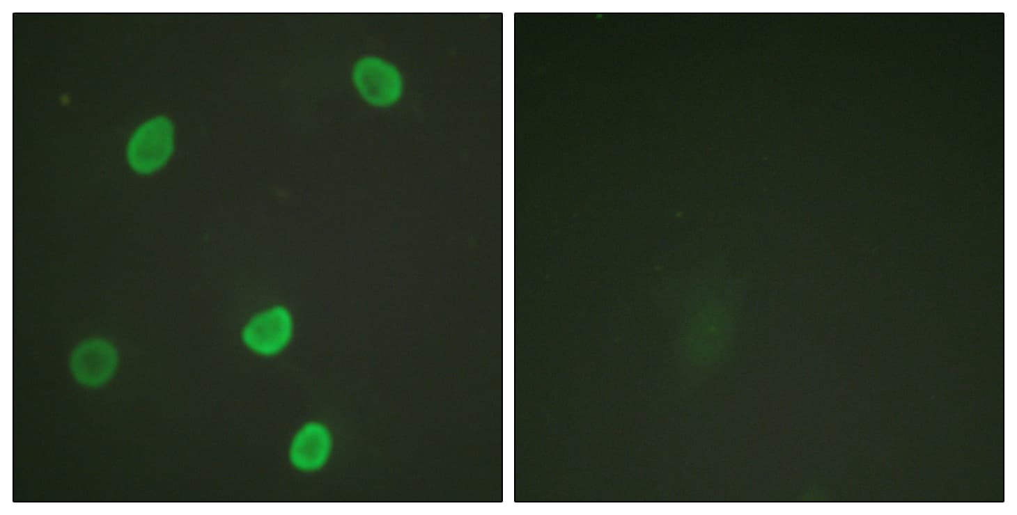 Histone H4 Antibody (Acetyl-Lys8)