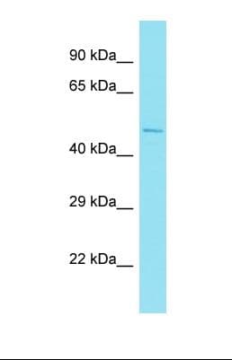 Polyclonal Rabbit anti-Human NFYC Antibody (N-Terminus, WB)