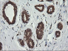 ROMO1 Antibody (clone OTI2C12)