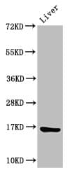 HIST1H3A Antibody