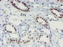 SENP2 Antibody (aa139-523, clone OTI3D3, Carrier-free)