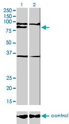 Monoclonal Mouse anti-Human BLIMP1 / PRDM1 Antibody (clone 2B10, WB)