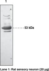 IHC-plus™ PTGER3 / EP3 Antibody