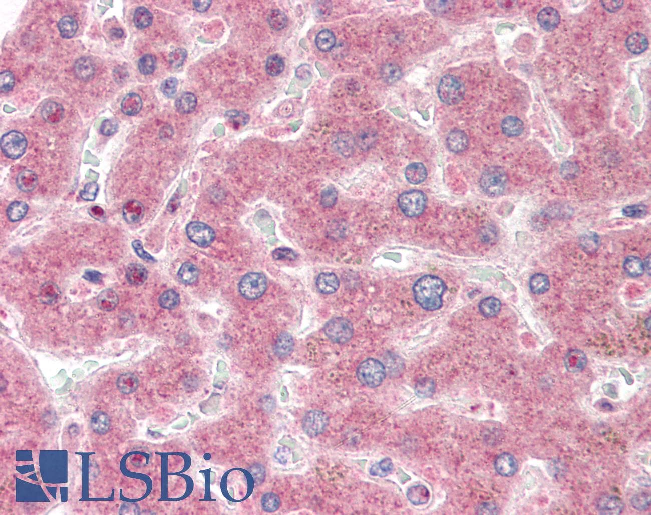 IHC-plus™ CIDEB Antibody