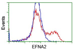 EFNA2 / Ephrin A2 Antibody (clone OTI2E6)