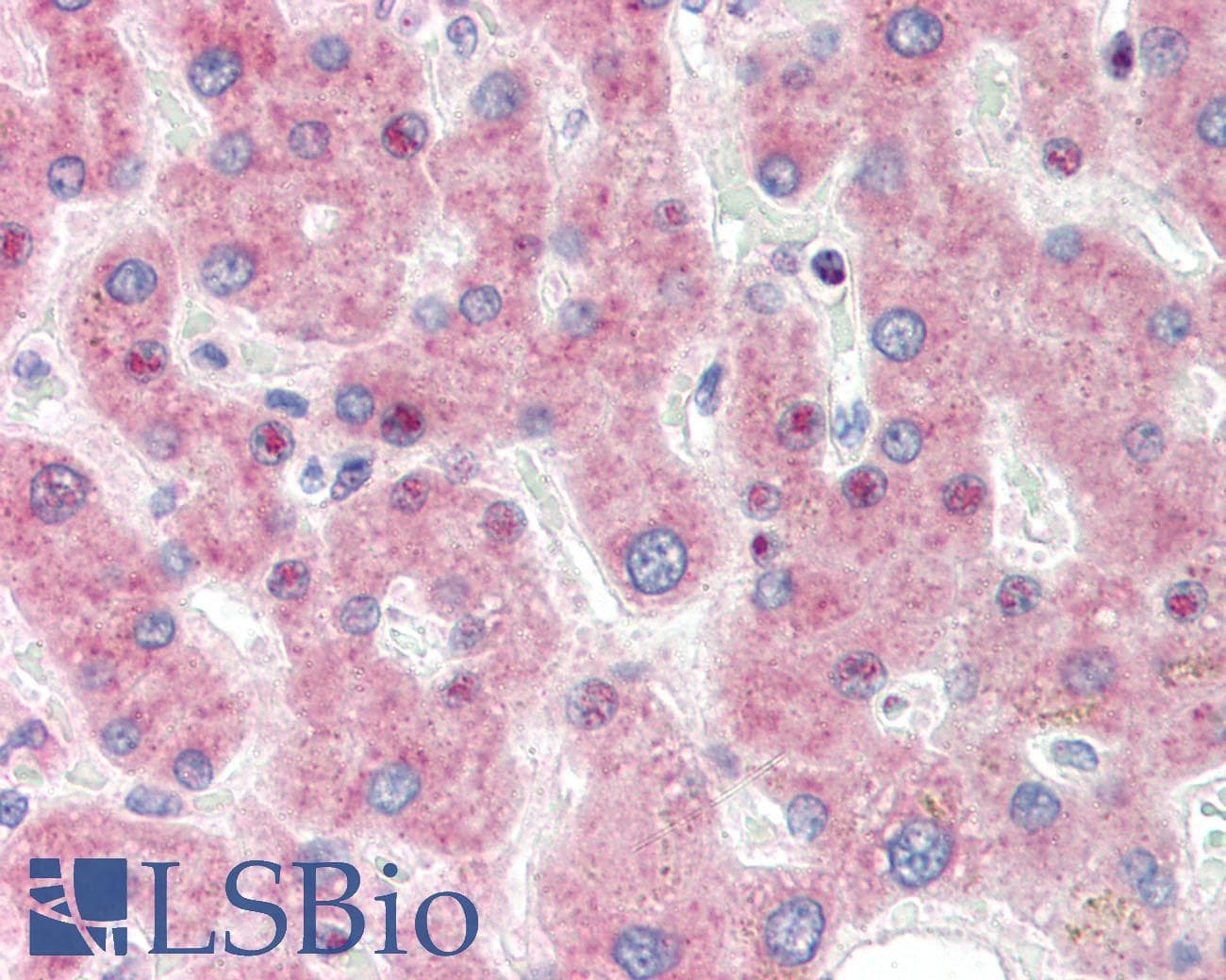 IHC-plus™ IRF3 Antibody