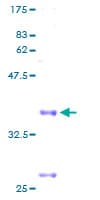 Human COX6C Protein (Recombinant GST)