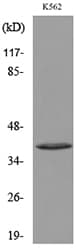 CD207 / Langerin Antibody