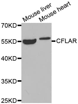 CFLAR / FLIP Antibody