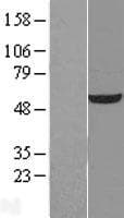UGDH / UDPGDH Protein (Over-Expression Lysate Myc-DDK (Flag))