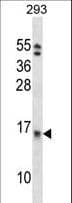 EIF1B Antibody (aa84-113)
