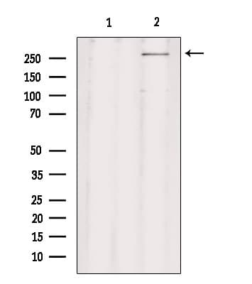 CHD8 Antibody
