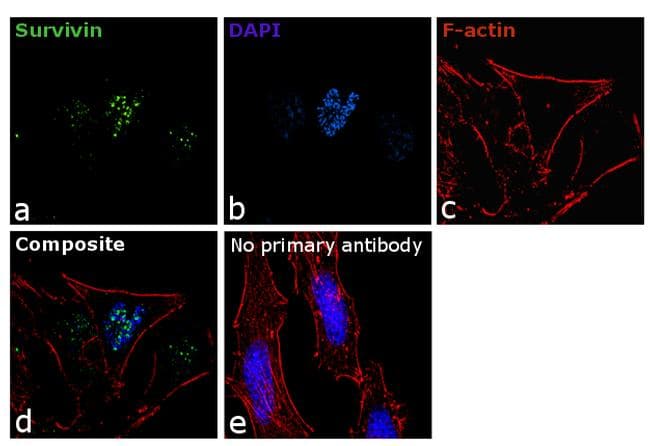 BIRC5 / Survivin Antibody (clone 1H5)