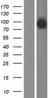 AMPD1 Protein (Over-Expression Lysate Myc-DDK (Flag))