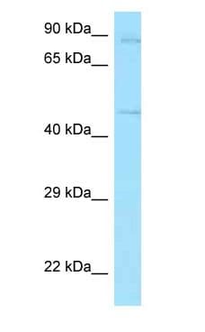 CD71 / Transferrin Receptor Antibody (aa107-156)