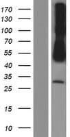 NECL-1 / CADM3 Protein (Over-Expression Lysate Myc-DDK (Flag))