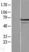 HSPA1L Protein (Over-Expression Lysate Myc-DDK (Flag))