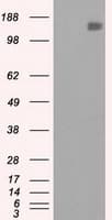 L1CAM Antibody (clone OTI3G1)