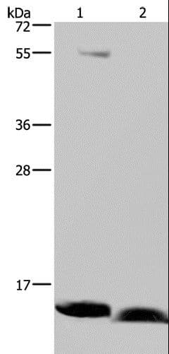 NDUFA5 Antibody