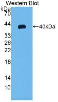 CCL20 / MIP-3-Alpha Antibody (clone C1)