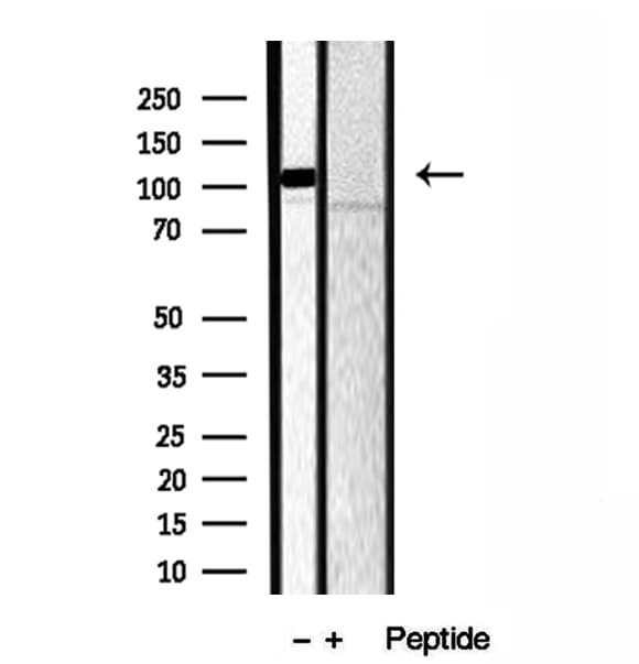 CAPRIN1 Antibody