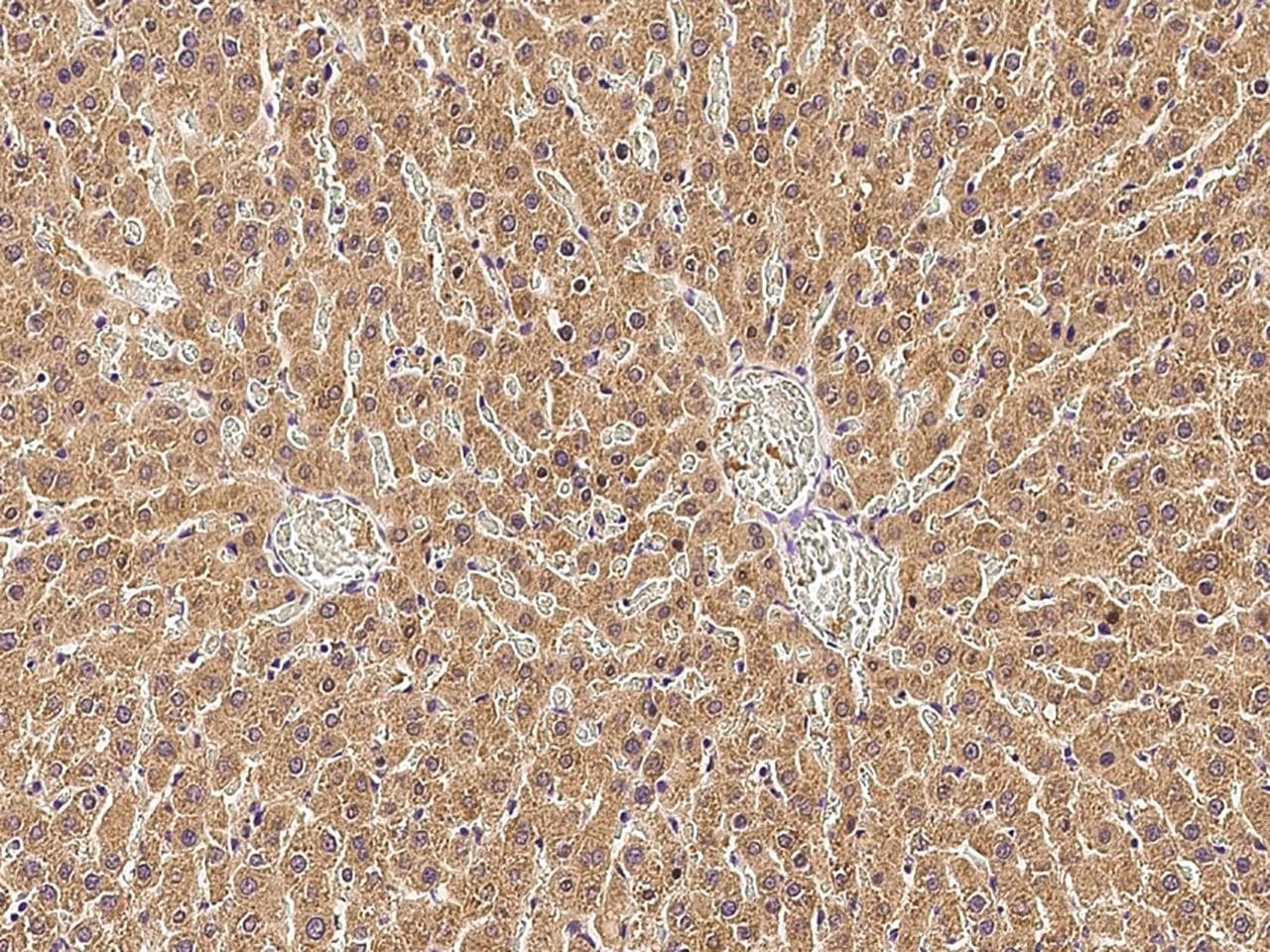 DPP4 / CD26 Antibody (Preservative Free)